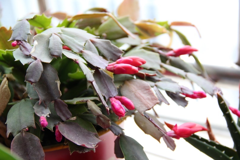 16 Types of Cactus Flowers (with Pictures)