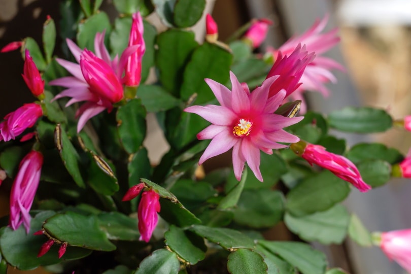 16 Types of Cactus Flowers (with Pictures)