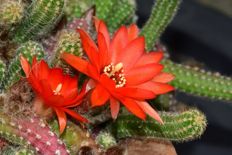 16 Types of Cactus Flowers (with Pictures)