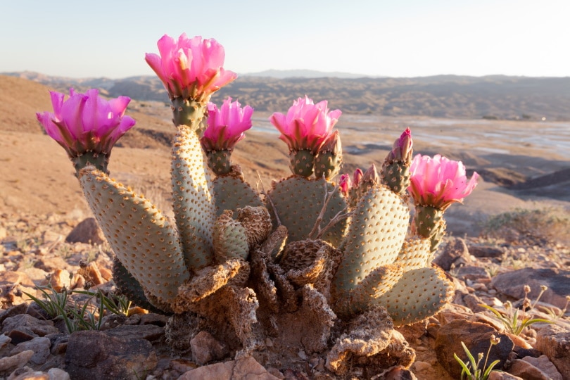 16 Types of Cactus Flowers (with Pictures)