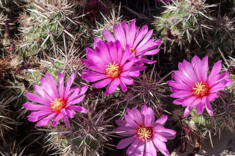 16 Types of Cactus Flowers (with Pictures)