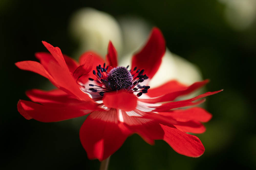 43 Types of Red Flowers (with Pictures)