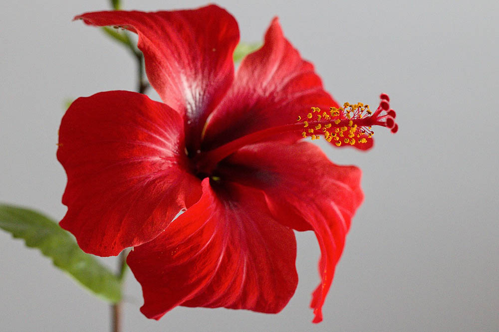 43 Types of Red Flowers (with Pictures)