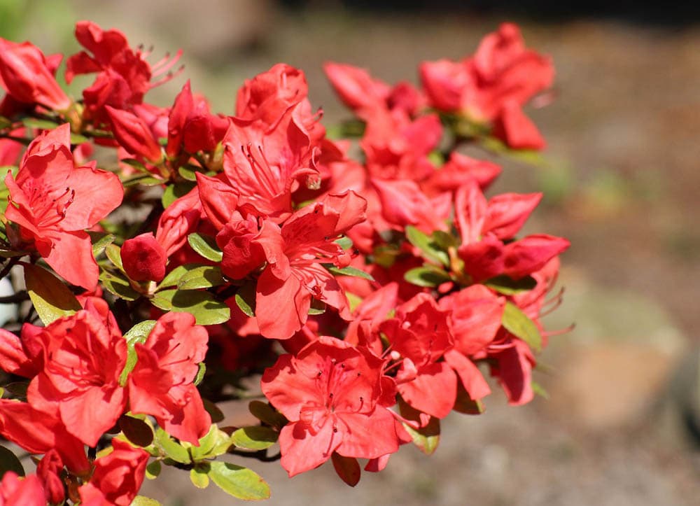 43 Types of Red Flowers (with Pictures)