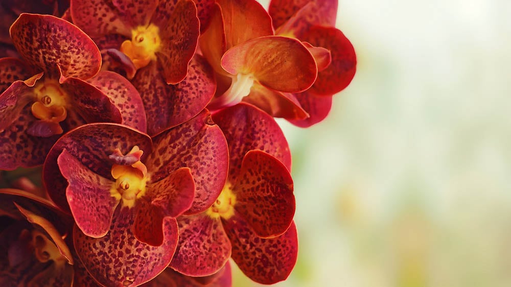 43 Types of Red Flowers (with Pictures)