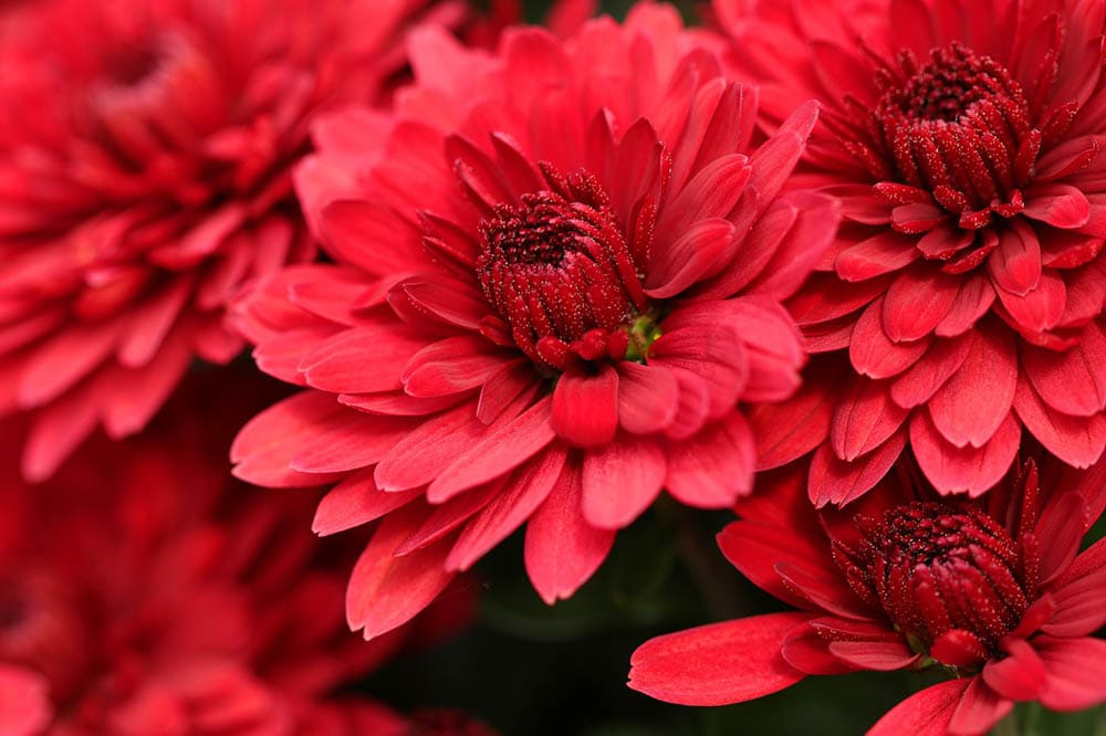 43 Types of Red Flowers (with Pictures)
