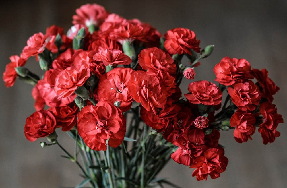 43 Types of Red Flowers (with Pictures)
