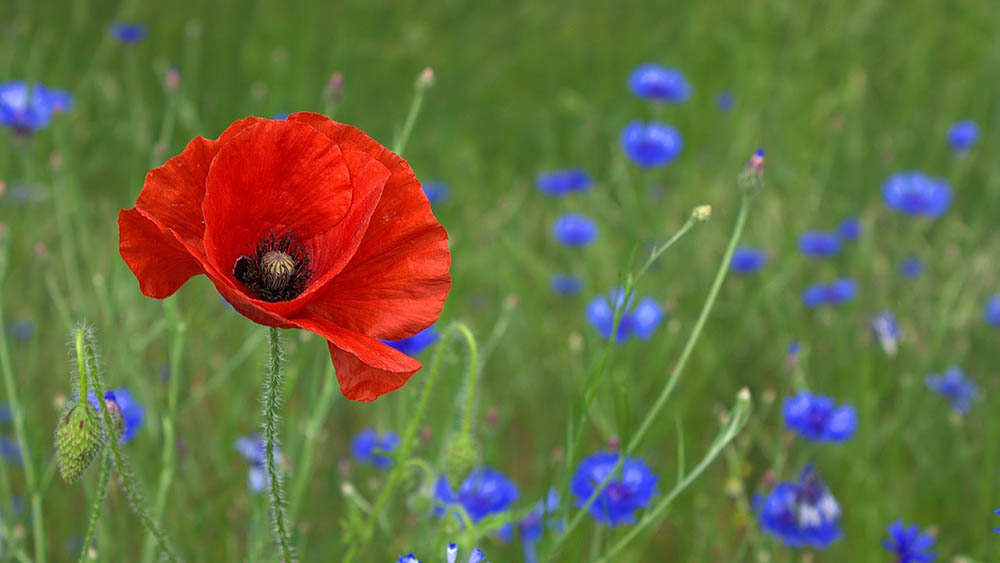 43 Types of Red Flowers (with Pictures)