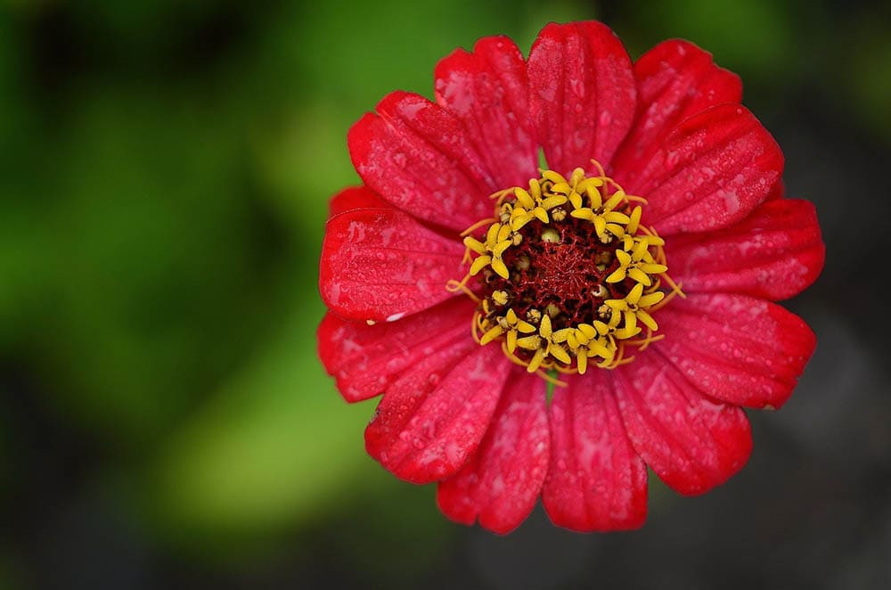 43 Types of Red Flowers (with Pictures)