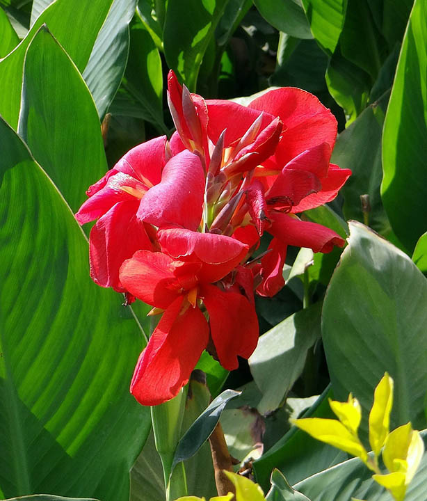 43 Types of Red Flowers (with Pictures)