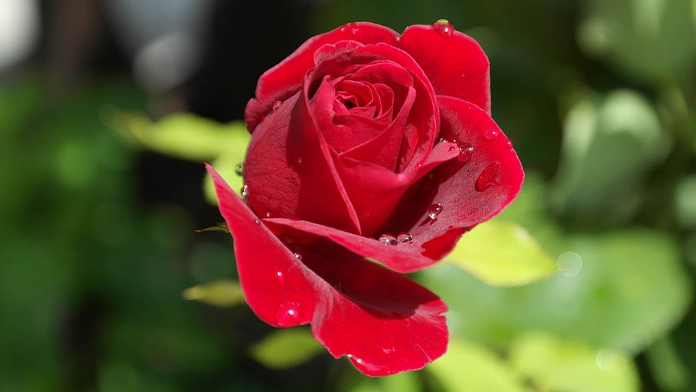 43 Types of Red Flowers (with Pictures)