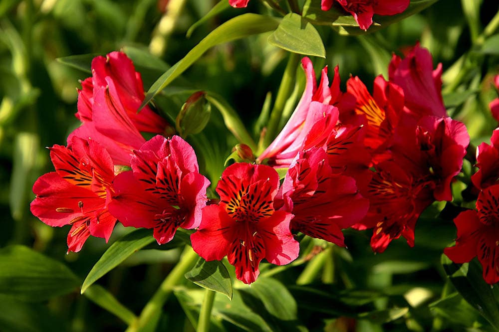 43 Types of Red Flowers (with Pictures)