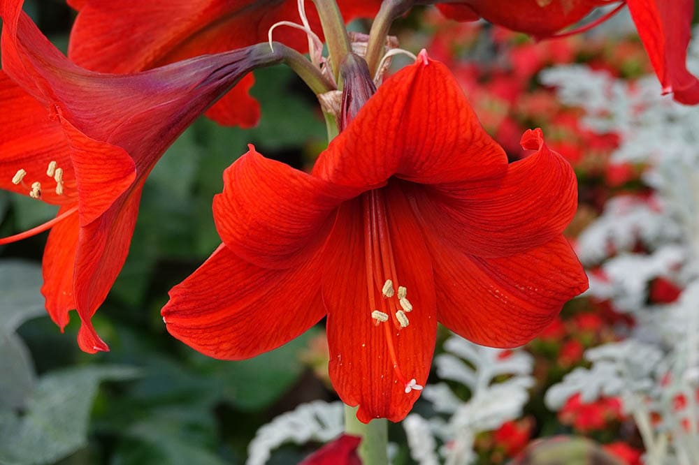 43 Types of Red Flowers (with Pictures)
