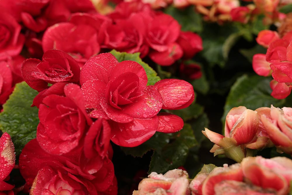 43 Types of Red Flowers (with Pictures)