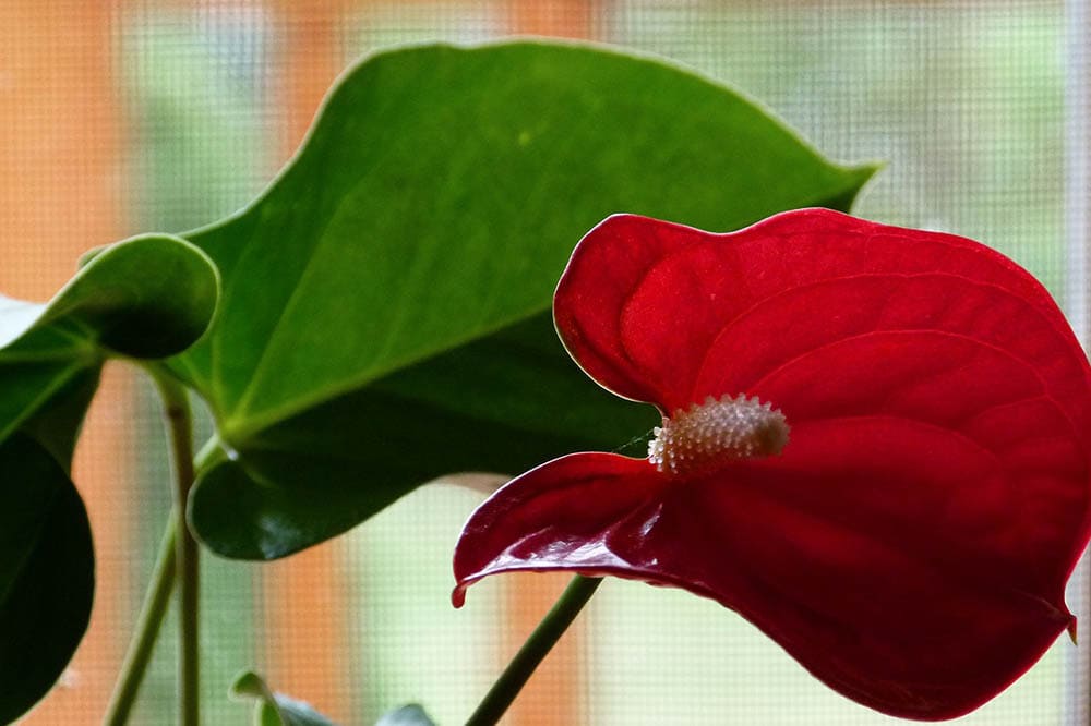43 Types of Red Flowers (with Pictures)