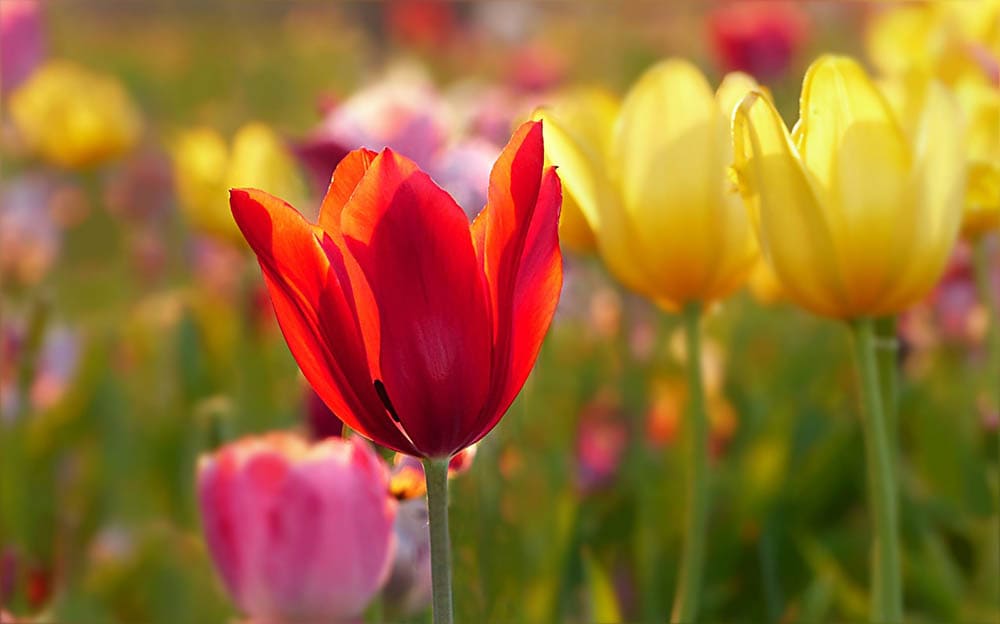 43 Types of Red Flowers (with Pictures)
