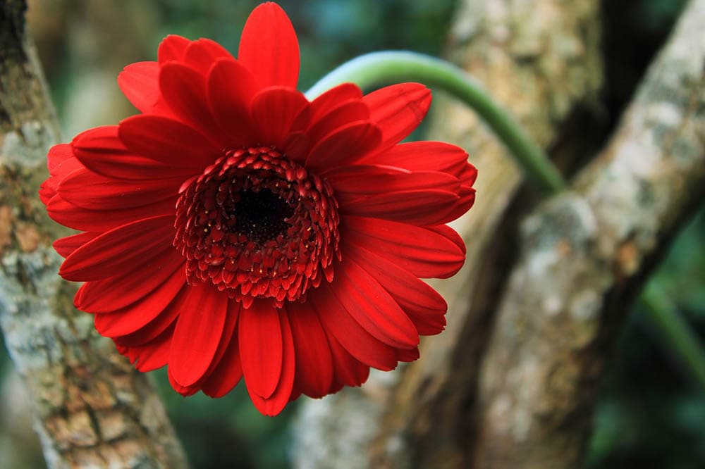 43 Types of Red Flowers (with Pictures)