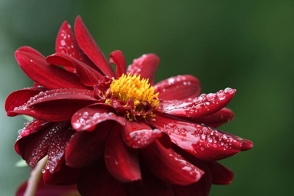 43 Types of Red Flowers (with Pictures)