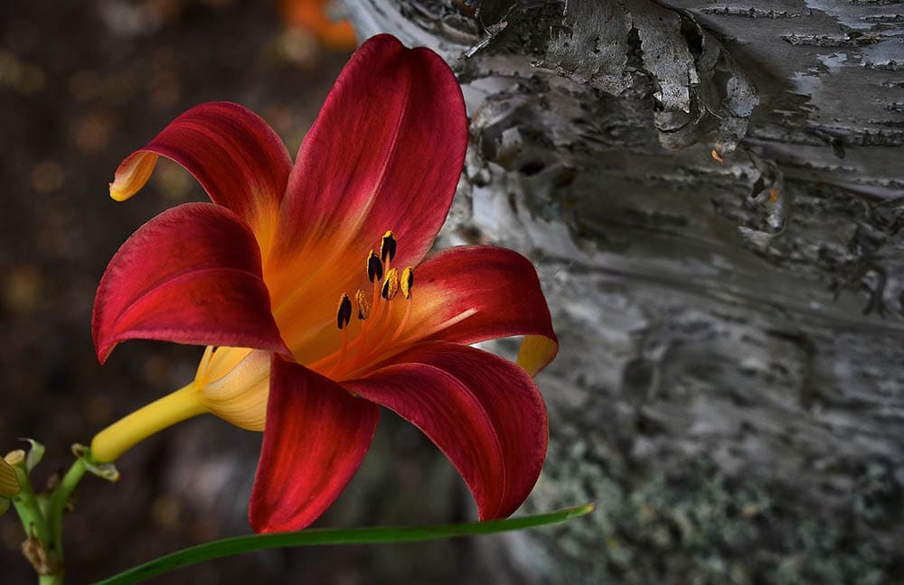 43 Types of Red Flowers (with Pictures)