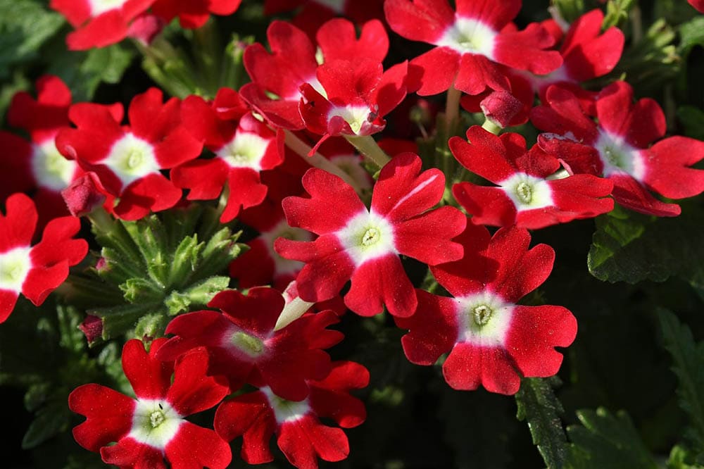 43 Types of Red Flowers (with Pictures)