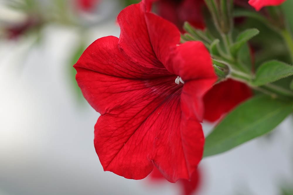 43 Types of Red Flowers (with Pictures)