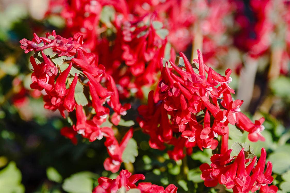 43 Types of Red Flowers (with Pictures)