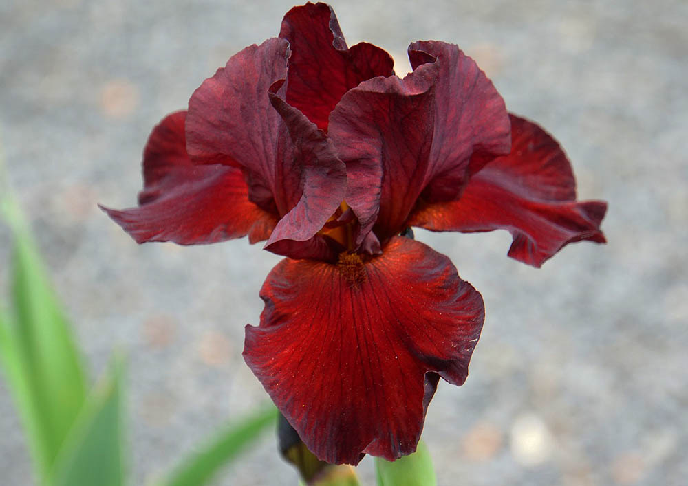 43 Types of Red Flowers (with Pictures)