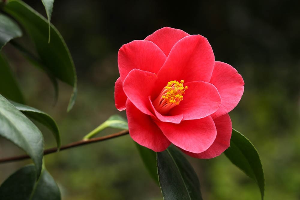 43 Types of Red Flowers (with Pictures)