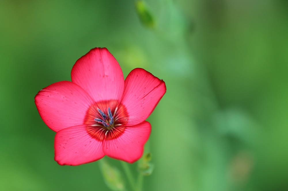 43 Types of Red Flowers (with Pictures)