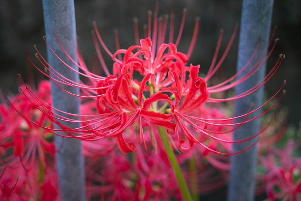 43 Types of Red Flowers (with Pictures)