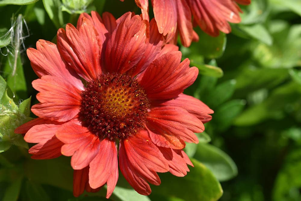 43 Types of Red Flowers (with Pictures)