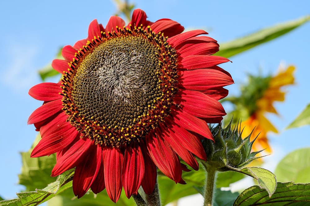 43 Types of Red Flowers (with Pictures)