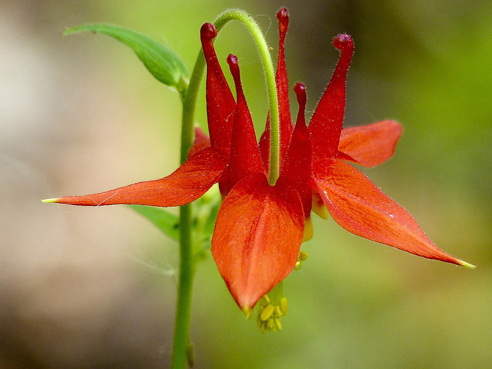 43 Types of Red Flowers (with Pictures)