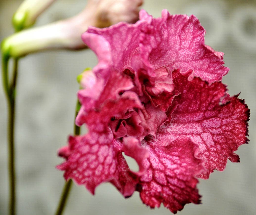 43 Types of Red Flowers (with Pictures)