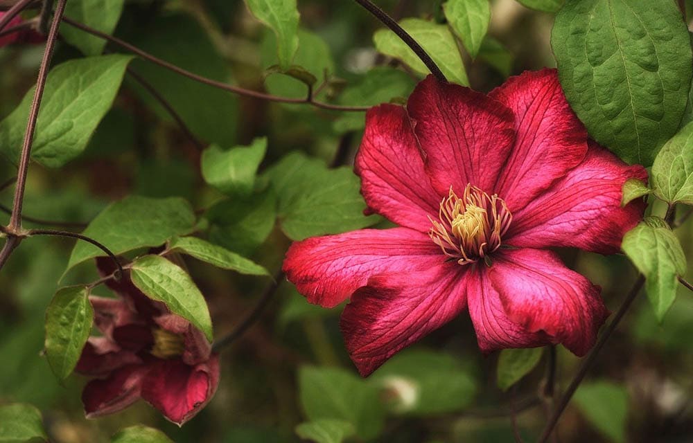 43 Types of Red Flowers (with Pictures)