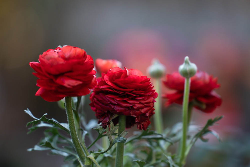43 Types of Red Flowers (with Pictures)