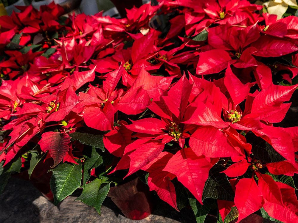 43 Types of Red Flowers (with Pictures)