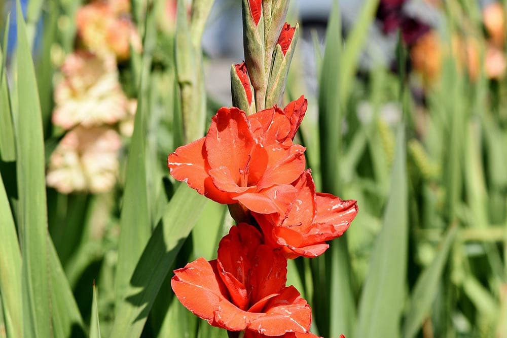 43 Types of Red Flowers (with Pictures)
