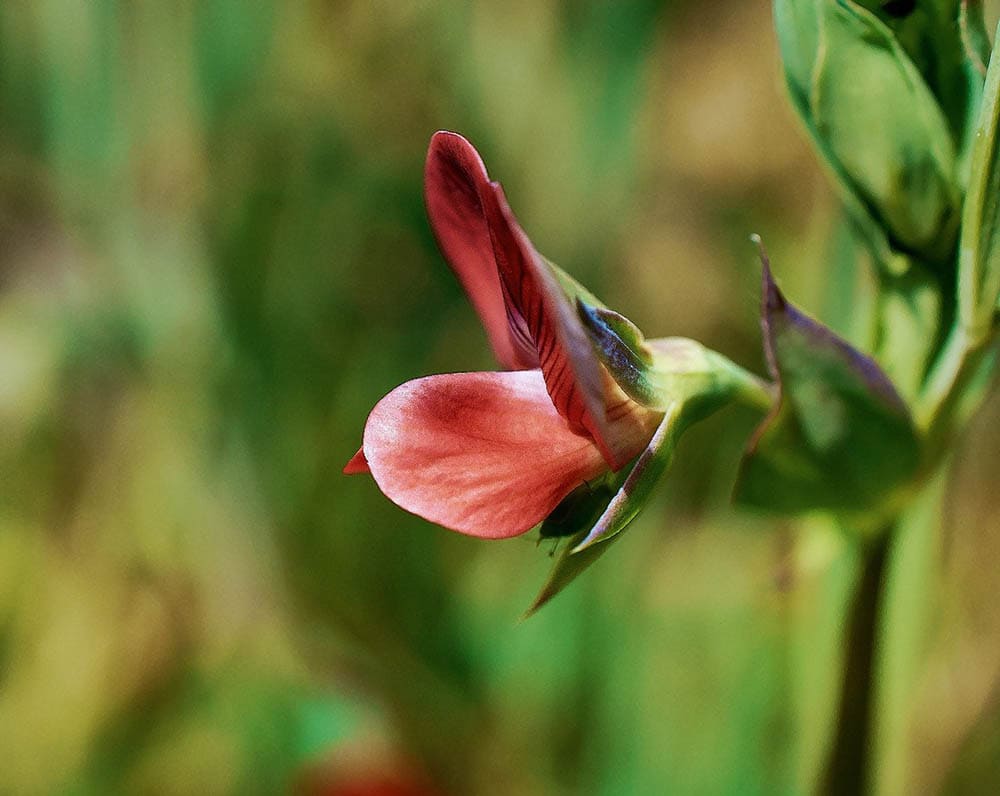 43 Types of Red Flowers (with Pictures)