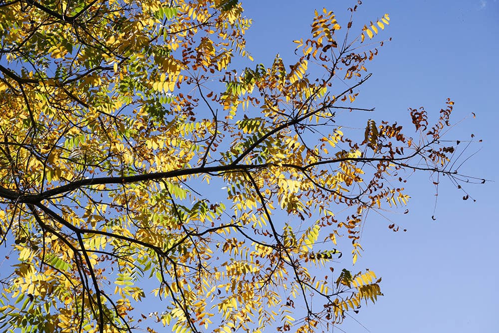 17 Different Types of Walnut Trees (with Pictures)