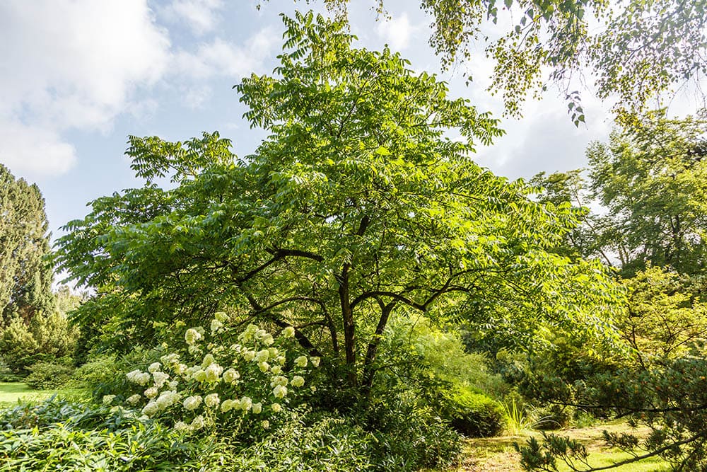 17 Different Types of Walnut Trees (with Pictures)