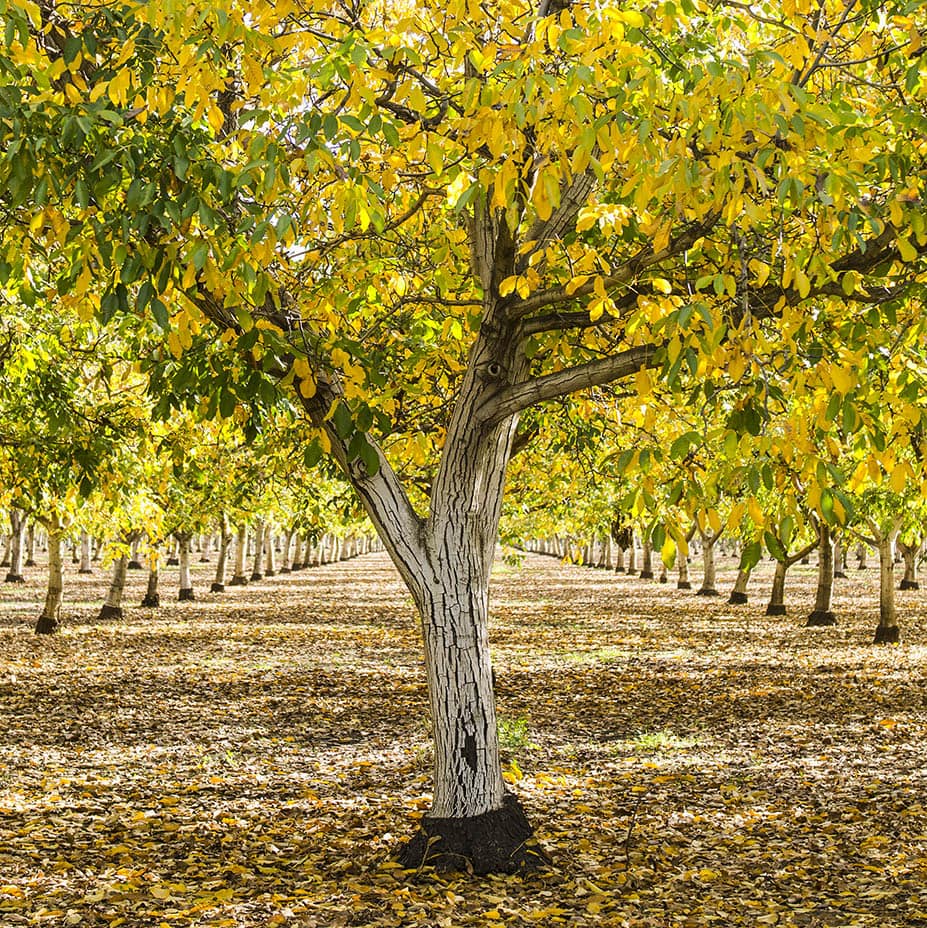 17 Different Types of Walnut Trees (with Pictures)