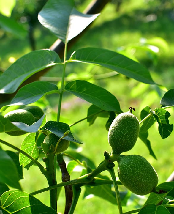 17 Different Types of Walnut Trees (with Pictures)