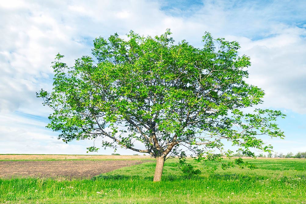 17 Different Types of Walnut Trees (with Pictures)