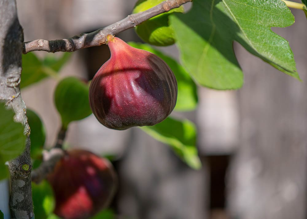 16 Types of Fig Trees (with Pictures)