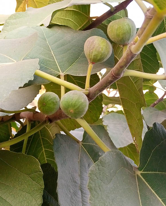 16 Types of Fig Trees (with Pictures)
