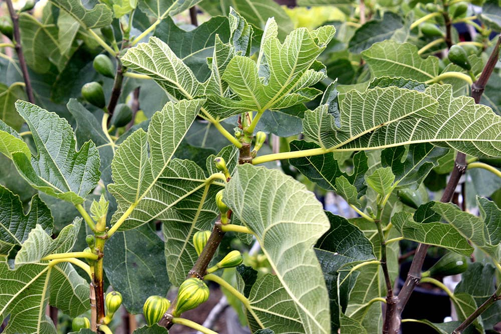 16 Types of Fig Trees (with Pictures)