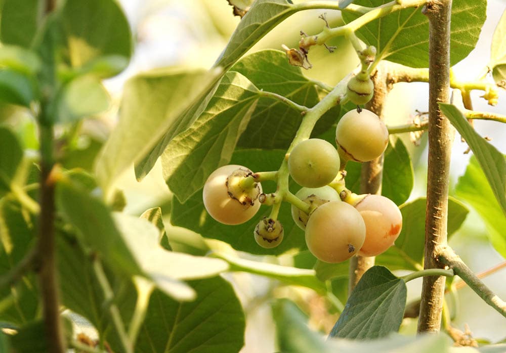16 Types of Fig Trees (with Pictures)