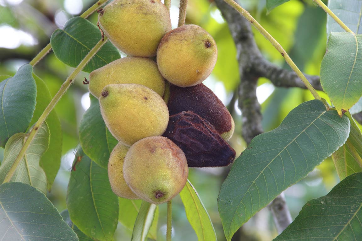 16 Types of Fig Trees (with Pictures)