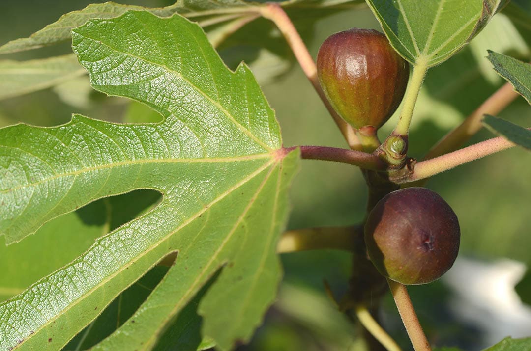 16 Types of Fig Trees (with Pictures)